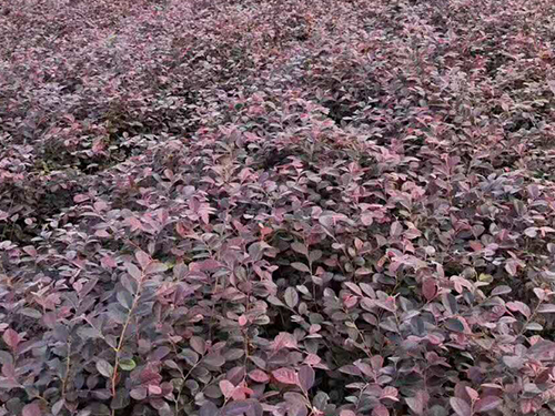   紅(hóng)花繼木